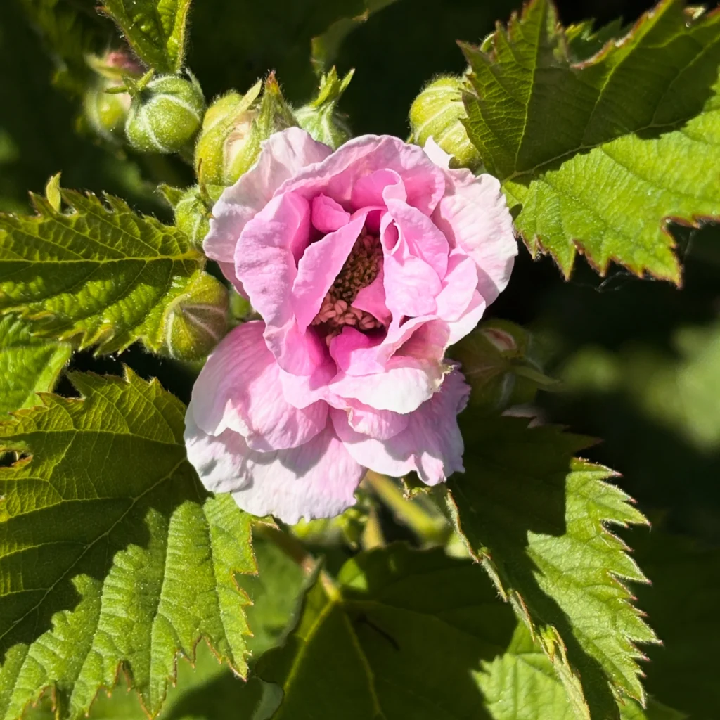 Roze bloem in bloei in Pluktuin Boskoop