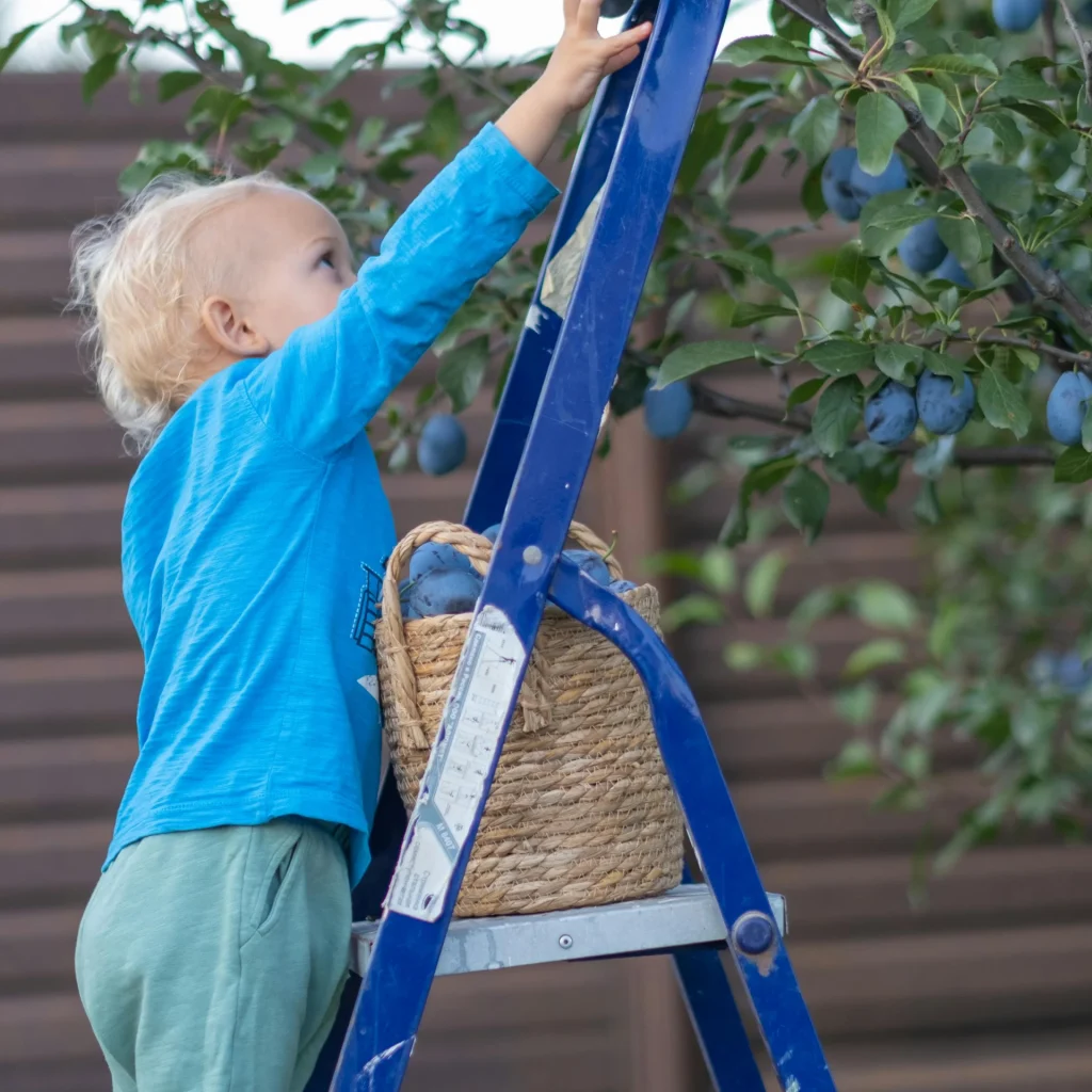 Kind plukt pruimen van een boom tijdens een activiteit in Boskoop