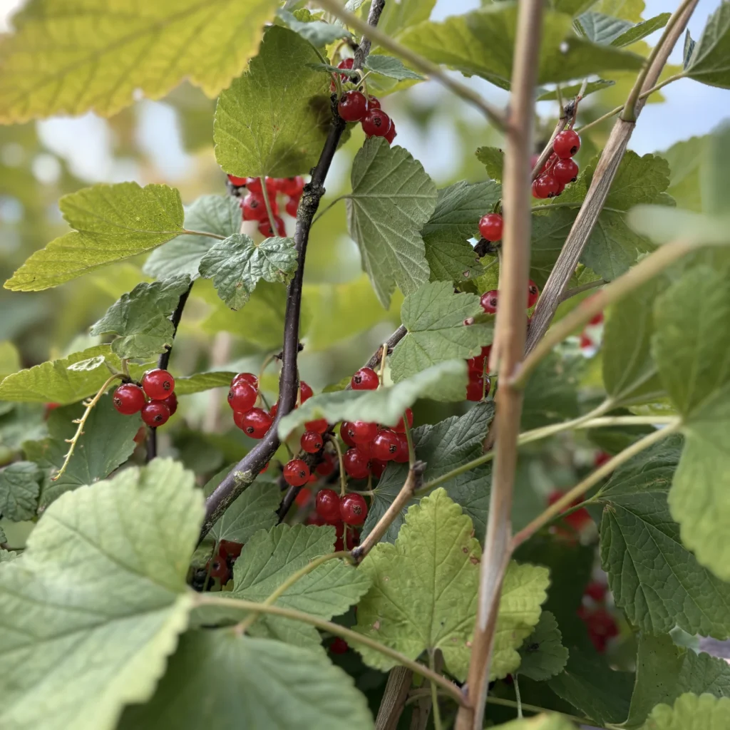 Rode bessen aan een struik in Pluktuin Boskoop