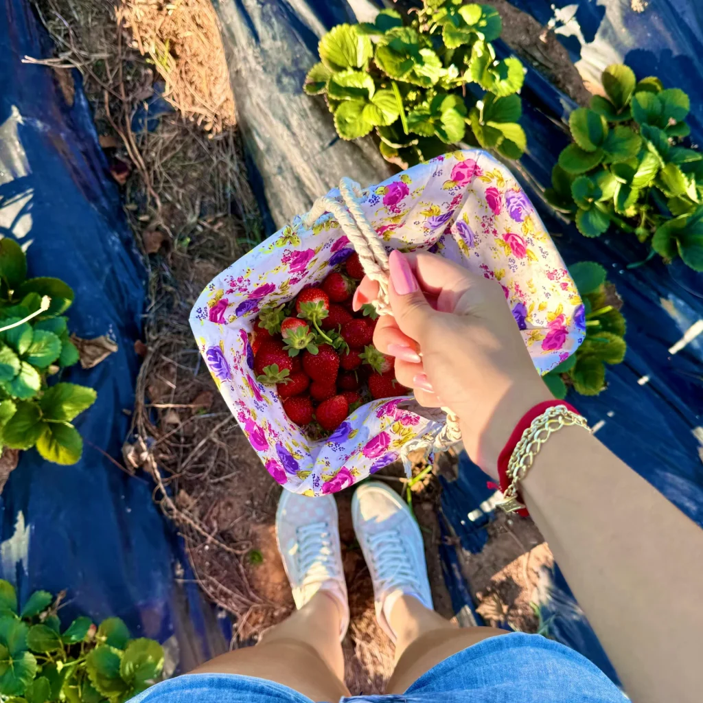 Bezoeker plukt aardbeien en houdt een mandje in de pluktuin van Boskoop
